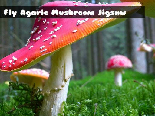 Play Fly Agaric Mushroom