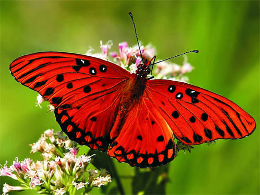 Play Nature Jigsaw Puzzle - Butterfly