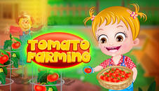 Baby Hazel Tomato Farming