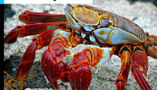 Beach Crab Jigsaw