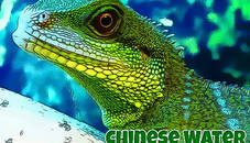 Chinese Water Dragon Jigsaw