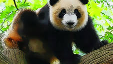 Cute Baby Panda