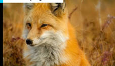 Fox Closeup Jigsaw