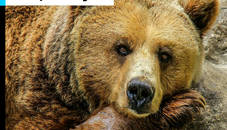 Grizzly Bear Jigsaw