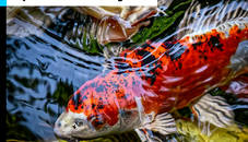 Japanese Koi Fish Jigsaw