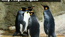 King Penguin Jigsaw