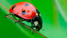 Ladybug Match3