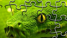 Snakes Jigsaw Puzzle