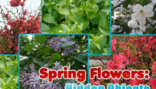 Spring Flowers: Hidden Objects