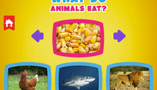 What do animals eat