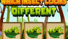 Which Insect Looks Different